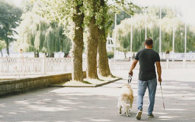 Dünya Rehber Köpekler Günü